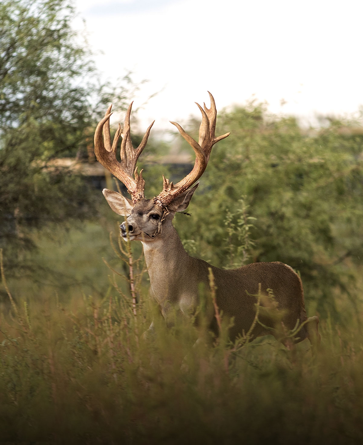 Venado entre la vegetación.